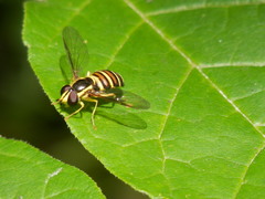 Xanthogramma flavipes