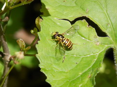 Xanthogramma flavipes