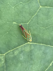 Graphocephala fennahi