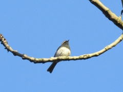 Phylloscopus collybita