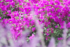 Bougainvillea