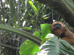 Alouatta caraya