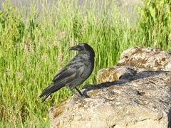 Corvus corone