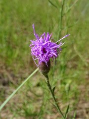 Liatris cymosa