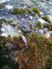 Clausiliidae