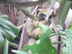 Alouatta caraya