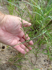 Liatris cymosa