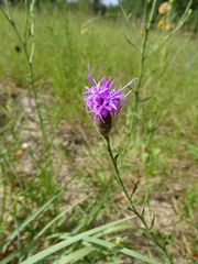 Liatris cymosa