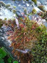 Clausiliidae