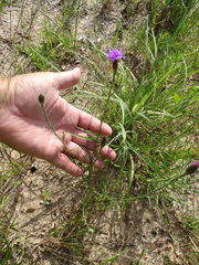 Liatris cymosa