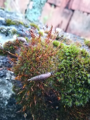 Clausiliidae