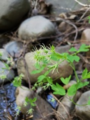 Thalictrum fendleri fendleri