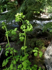 Thalictrum fendleri fendleri
