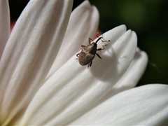 Geraeus
