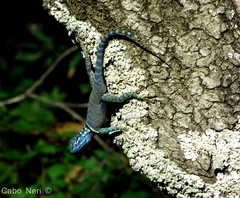 Sceloporus minor cyaneus