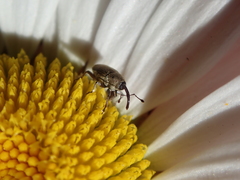 Geraeus