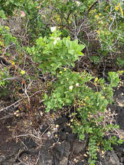 Capparis sandwichiana