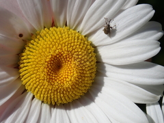 Geraeus