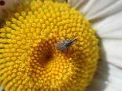 Geraeus