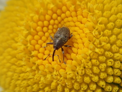 Geraeus