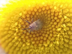 Geraeus