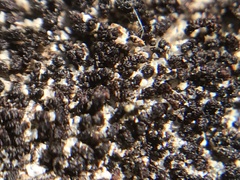 Marsupella bolanderi