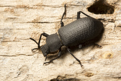 Iphthiminus serratus