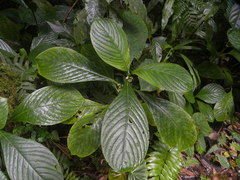 Notopleura discolor