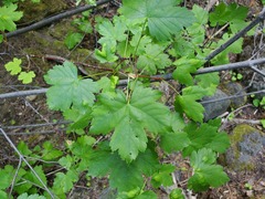 Acer glabrum torreyi