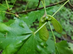 Acer glabrum torreyi