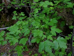 Acer glabrum torreyi