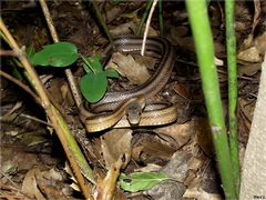 Pantherophis bairdi