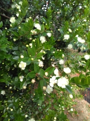 Myrtus communis