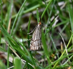 Chrysocramboides craterella