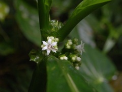 Notopleura discolor