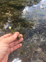 Ranunculus longirostris
