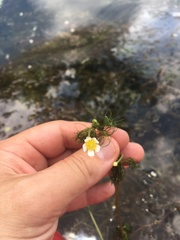 Ranunculus longirostris