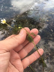 Ranunculus longirostris