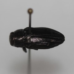 Chrysobothris edwardsii