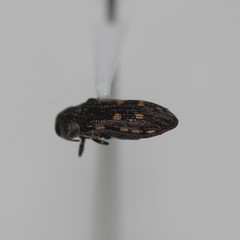 Acmaeoderopsis junki