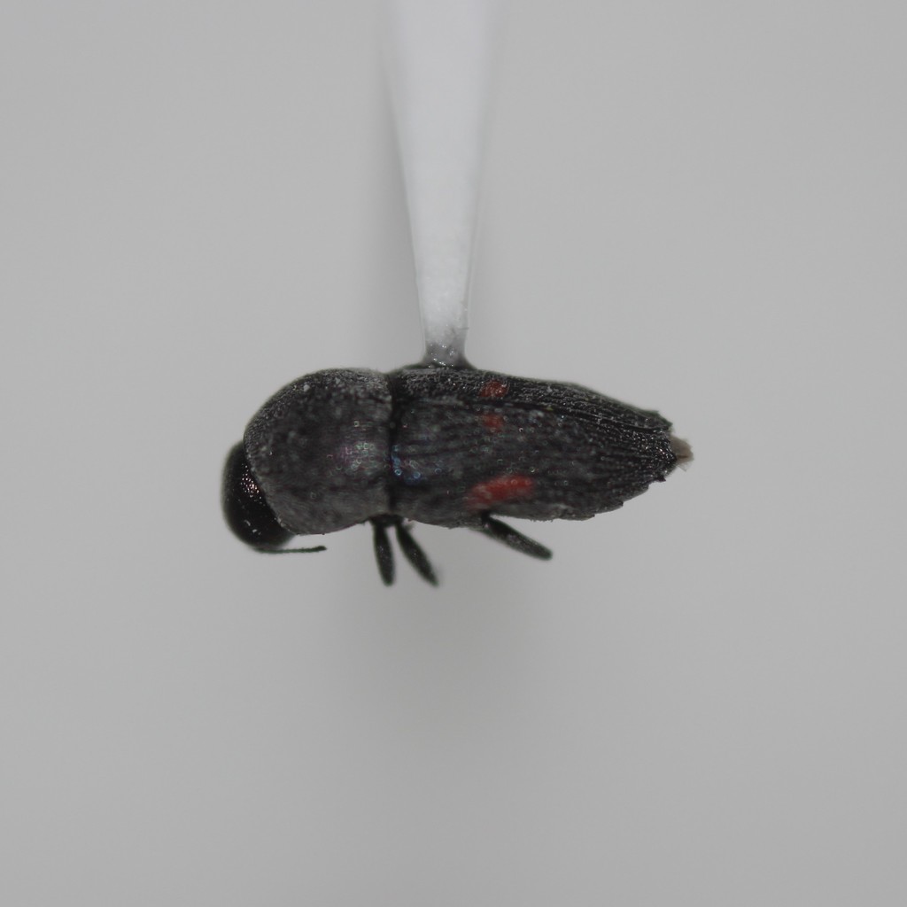 Paratyndaris tucsoni