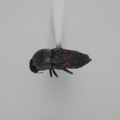 Paratyndaris tucsoni