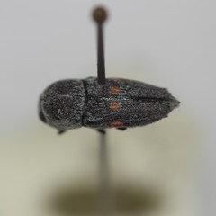 Paratyndaris olneyae