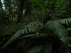 Lomaridium binervatum