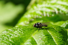 Anthomyia pluvialis