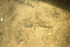 Lepomis peltastes