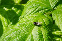 Anthomyia pluvialis