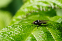 Anthomyia pluvialis