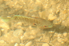 Lepomis peltastes