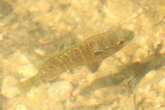 Lepomis peltastes